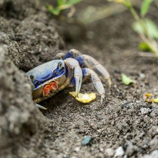 Specie aliene invasive granchio blu