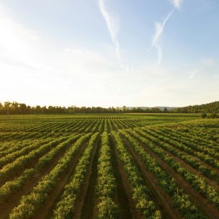 sistema alimentare