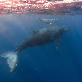 Personalità giuridica e natura - balene