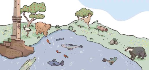 Nature restoration law