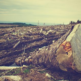 biodiversità rischio