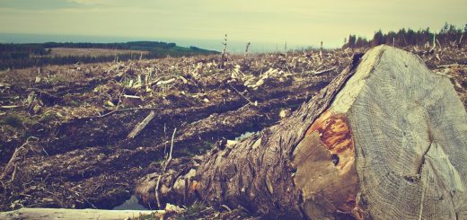 biodiversità rischio