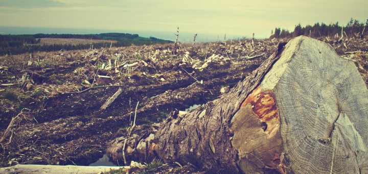 biodiversità rischio