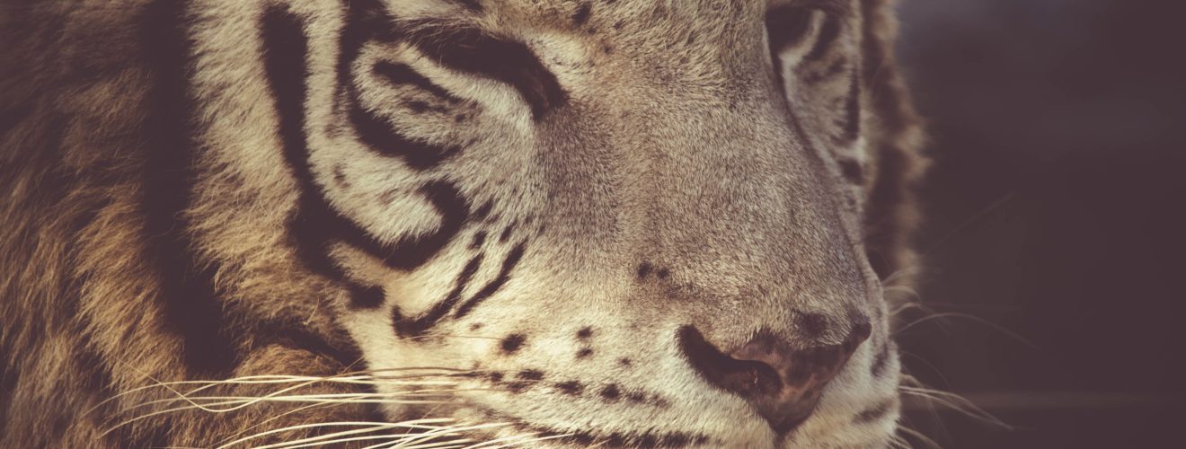 biodiversità Cop17
