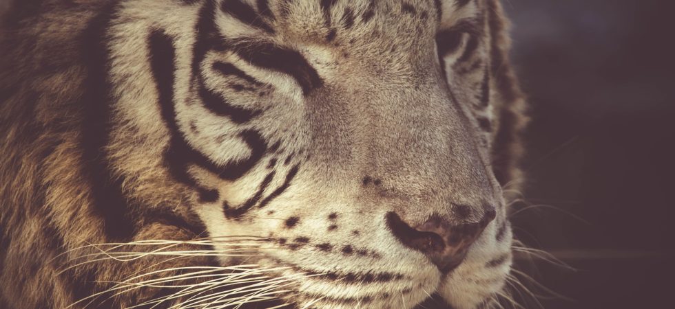 biodiversità Cop17